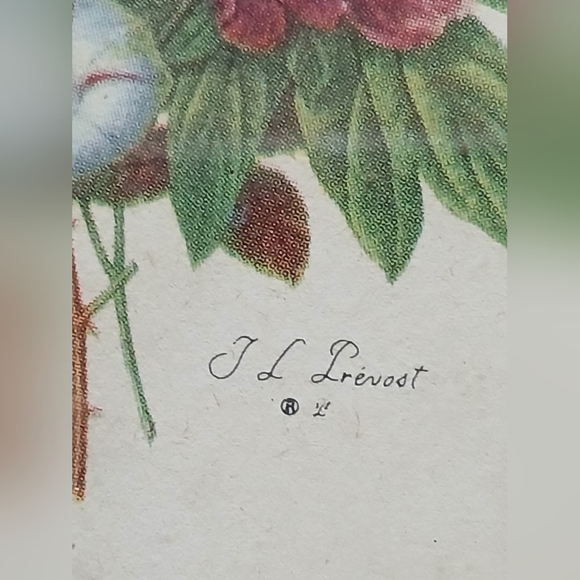 Franklin Picture Frame with A Floral Botonical Framed Print By "J. L. Prévost" - Picture 6 of 10